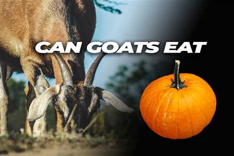 Can Goats Eat Pumpkin?