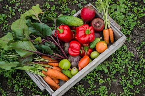 How to Make the Most of Your Garden Harvesting