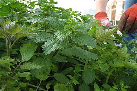 How to Get Rid of Stinging Nettle Weeds