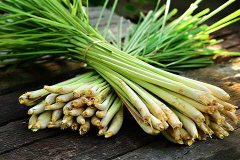 Is Lemongrass an Herb Plant?