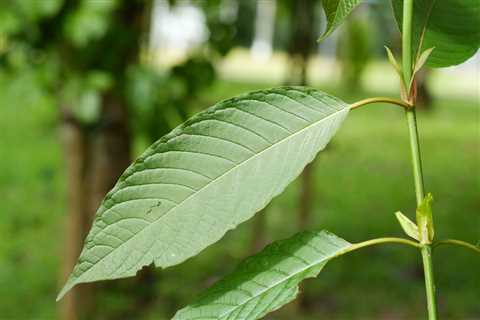 The Kratom Bible: Every Question Answered