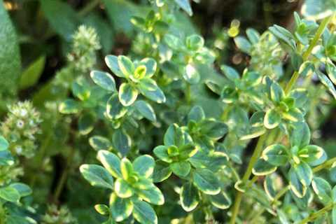 How to Grow Thyme