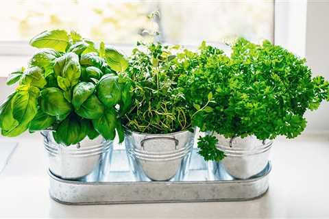 Herbs in Pots - Growing Herbs in Pots Outdoors