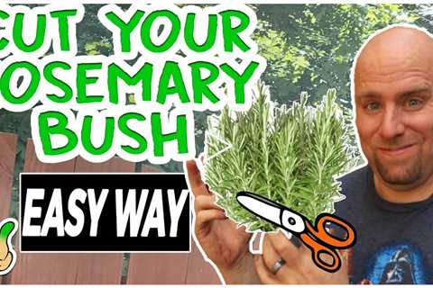 Pruning Rosemary Bush To Promote Growth | Simple Way