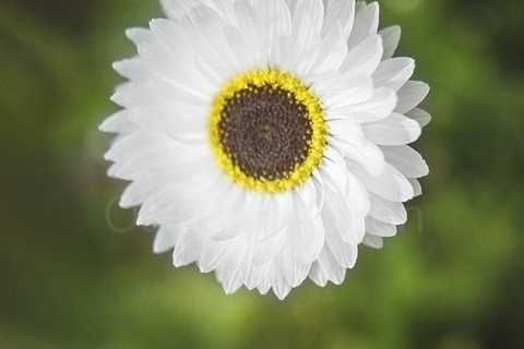 Lovely White Petals