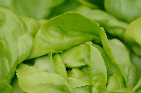 Will Hydroponic Lettuce Regrow?