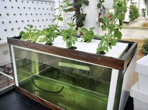 How to Clean an Aquaponics Fish Tank