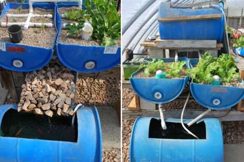 How to Make a Small Aquaponics System