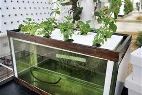 How to Clean an Aquaponics Fish Tank