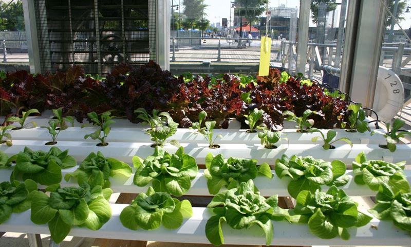 How to Start Hydroponics Gardening