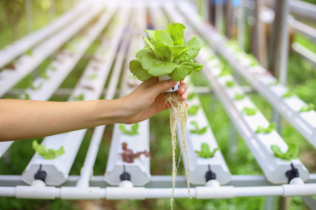 How to Do Hydroponic Gardening at Home