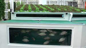 Aquaponics With Tilapia, Channel Catfish, and Gold Tilapia
