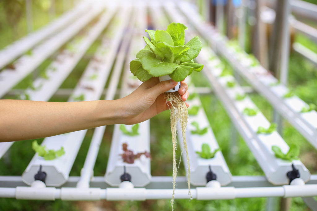 How Hydroponic Gardening Works