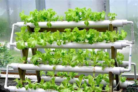 Can Hydroponics Be Done at Home?