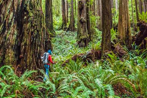 Where is the biggest forest in california?