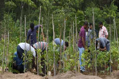 What is miyawaki forest method?