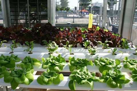 How to Start Hydroponics Gardening