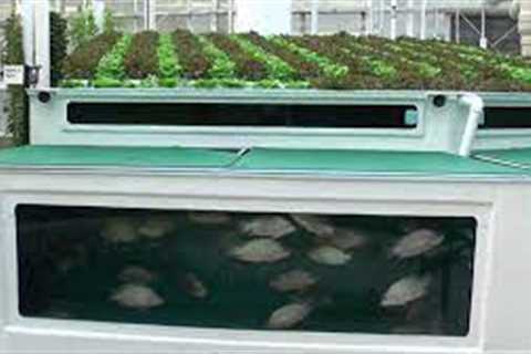 Aquaponics With Tilapia, Channel Catfish, and Gold Tilapia