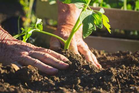 How to Take Care of a Garden