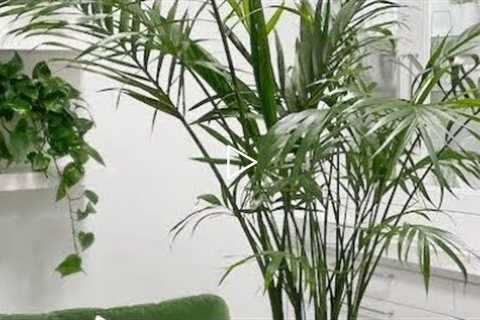 All information about parlor palm @ All season gardening.