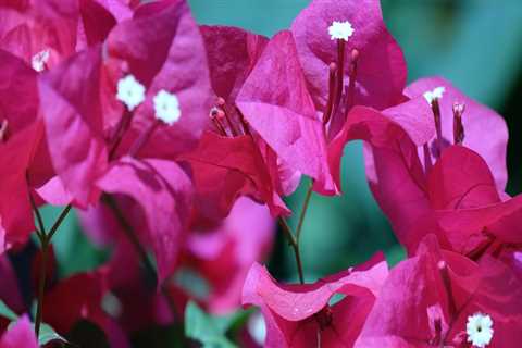 Can bougainvillea grow in northern virginia?