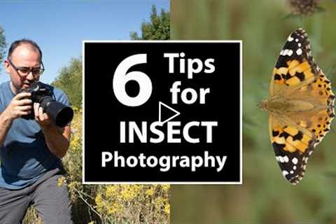 6 TIPS: How to Photograph INSECTS  in the Field - APPROACH, APERTURE, FOCUS, DOF