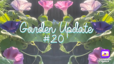 Backyard Garden Update Tour #20 Morning Glories Tomatoes, Flowers, Vegetables in my garden! Wildlife
