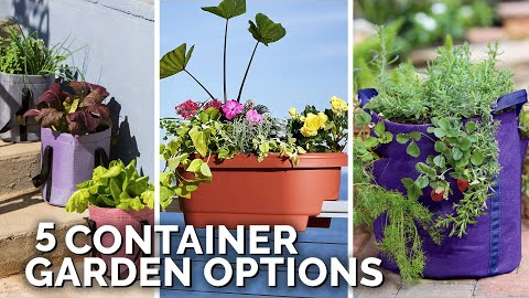 5 Container Gardening Options for Apartment Gardeners