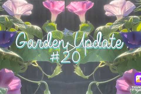 Backyard Garden Update Tour #20 Morning Glories Tomatoes, Flowers, Vegetables in my garden! Wildlife