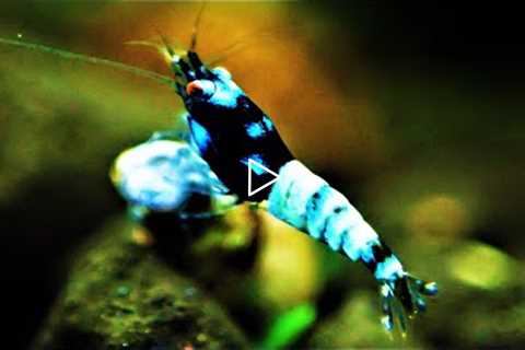 Molting Issues Or Low Baby Shrimp Survival ? Test and Fix Your GH