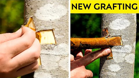 Fantastic Planting And Grafting Hacks To Grow Any Tree Faster 🌳 || Gardening Tips 🌱