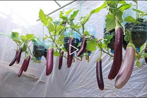 [No garden] The secret from eggs and bananas to grow eggplants hanging upside down