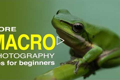 Macro Photography Tips for Beginners - outdoor macro photography using extension tubes.