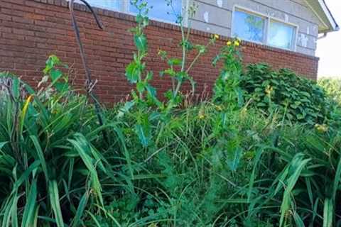 Customer Gave SIGNED BLANK CHECK after Cleaning this OVERGROWN GARDEN