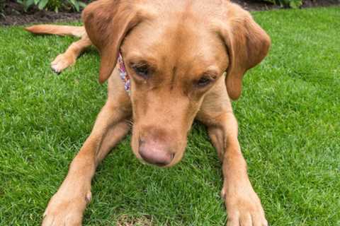 Is There Any Effective Way to Treat Grass for Dog Urine?