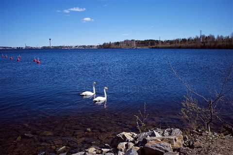 Swans In The Lake Näsi