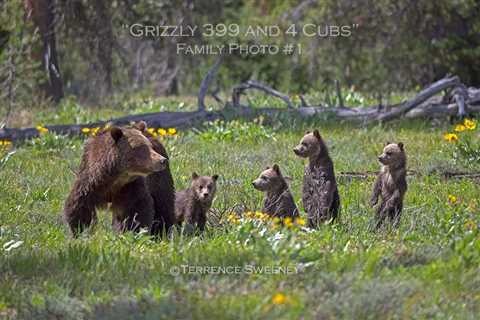 Grizzly Bear 399 and 4 cubs