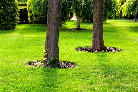 Organic Lawn Care and the Most Natural Methods for a Healthy and Lush Lawn