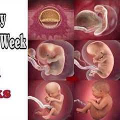 Pregnancy Week By Week || 1 - 41 Weeks Fetal Developments