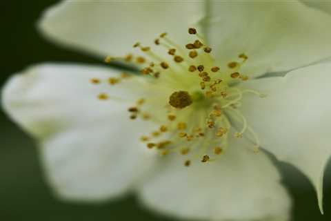 4 Essential Macro Photography Tips for Outdoor Photographers