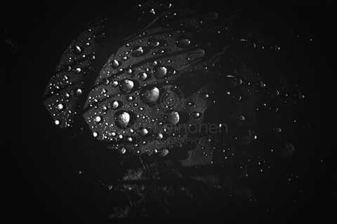 Rain Drops Black And White III