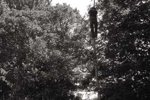 Pimhole Tree Surgeons 24-Hour Emergency Tree Services Removal Dismantling And Felling