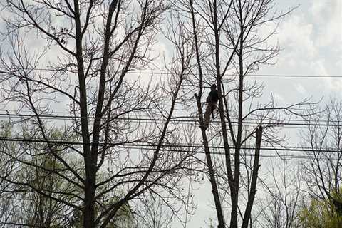 Oaken Bottom Tree Surgeons Tree Dismantling Removal And Felling across Oaken Bottom