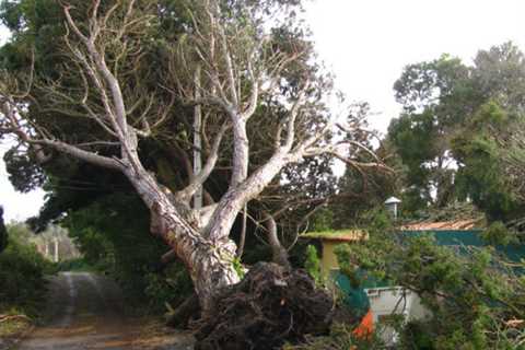 Tree Surgeon in Newbold Brow Commercial And Residential Tree Removal And Trimming Services