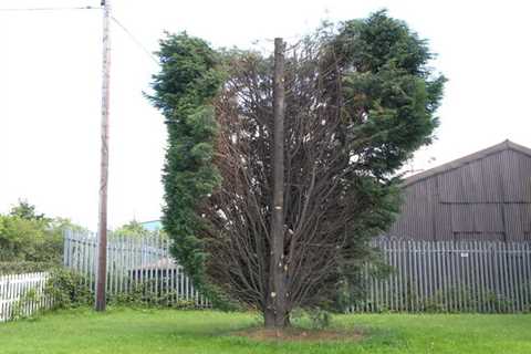 Mill Brow Tree Surgeon 24 Hr Emergency Tree Services Dismantling Felling And Removal