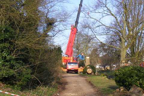 Tree Surgeon in Marton Residential And Commercial Tree Trimming And Removal Services