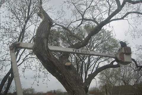 Tree Surgeon in Long Sight Residential And Commercial Tree Pruning And Removal Services