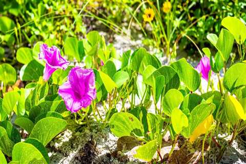 Exploring the Most Common Native Plants in Central Florida