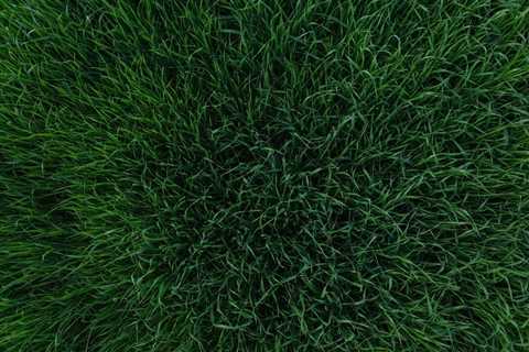 Preventing Brown Patches on Lawns by Making Your Grass More Robust