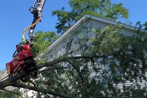 What Does a Tree Service Cost?